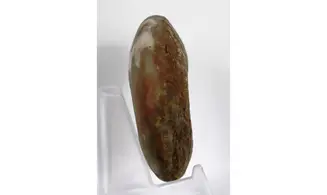 Synpharciceras clavilobum