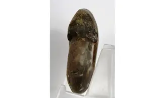 Synpharciceras clavilobum
