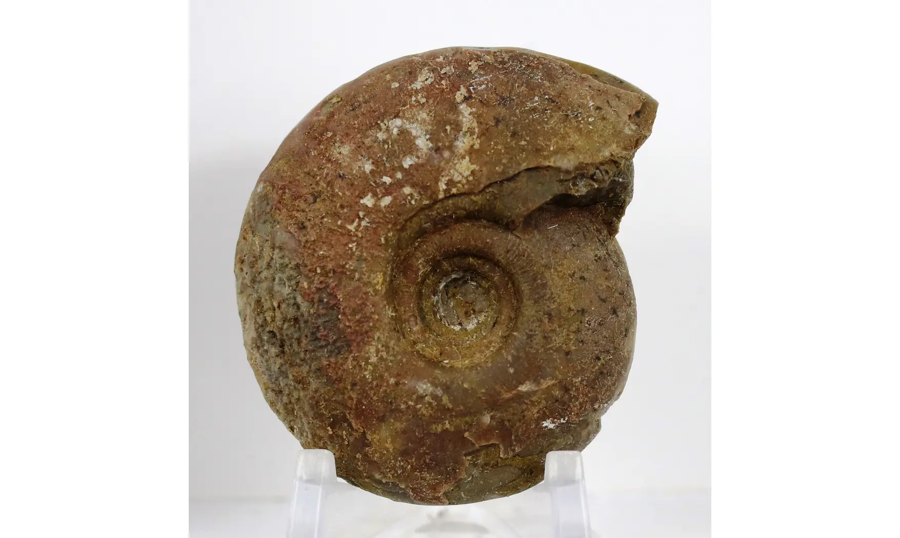 Synpharciceras clavilobum