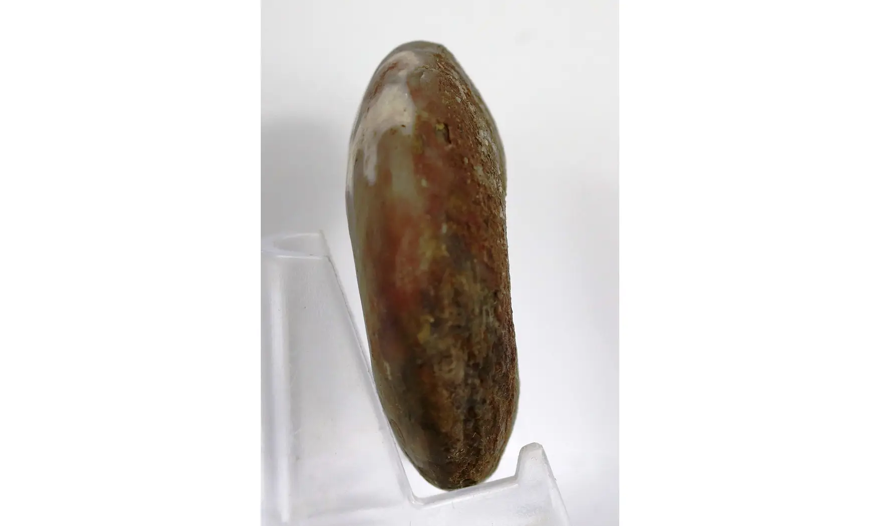 Synpharciceras clavilobum