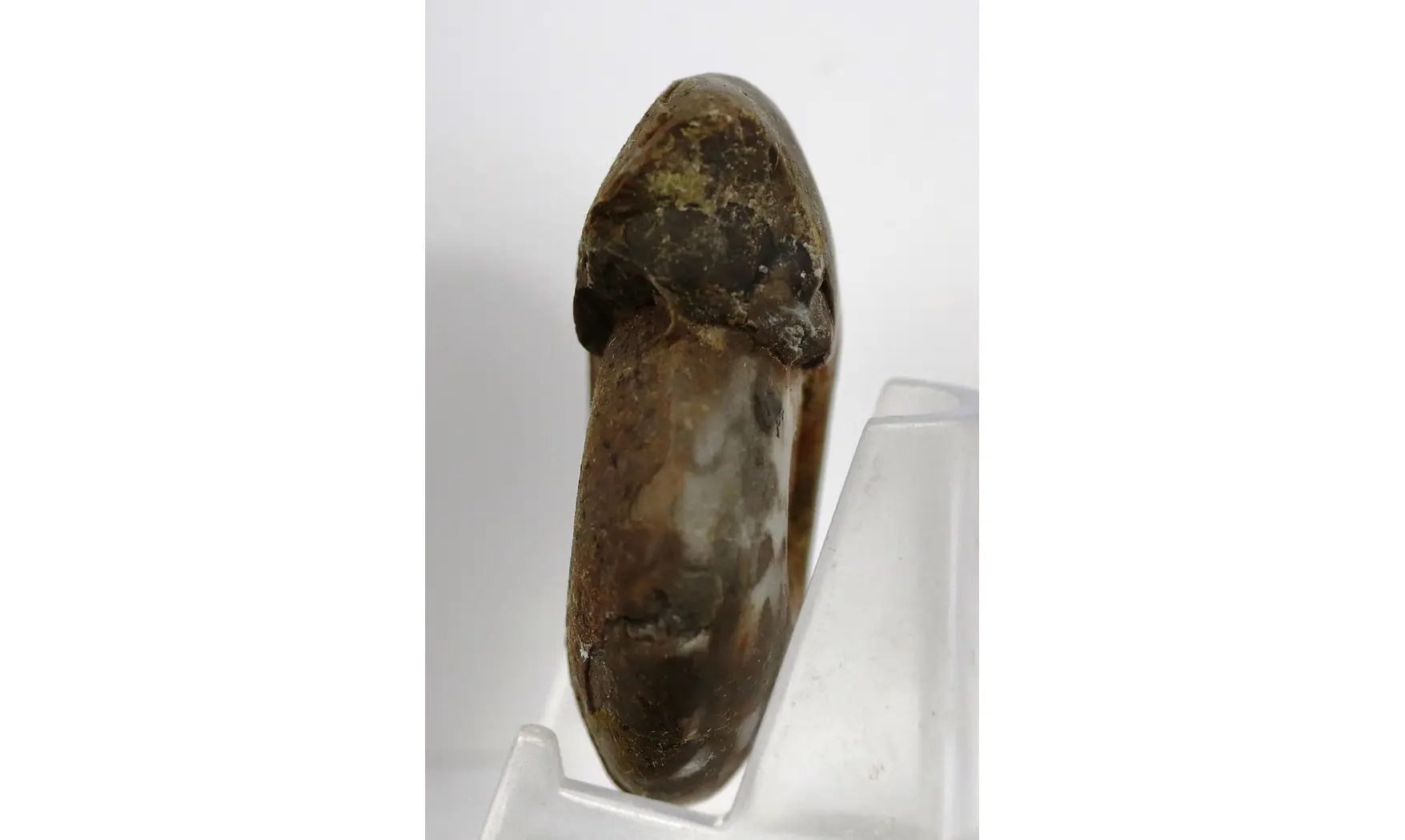 Synpharciceras clavilobum