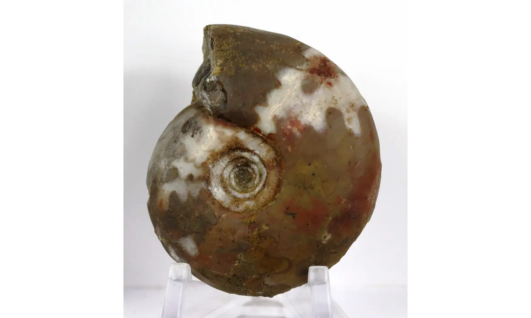 Synpharciceras clavilobum