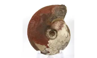 Synpharciceras clavilobum