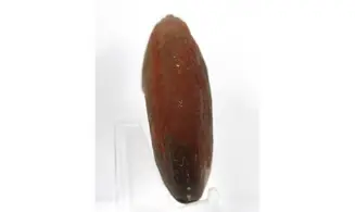 Synpharciceras clavilobum