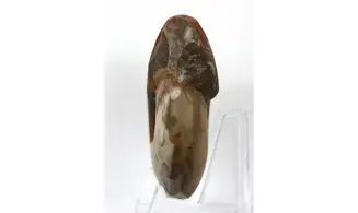Synpharciceras clavilobum