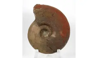 Synpharciceras clavilobum