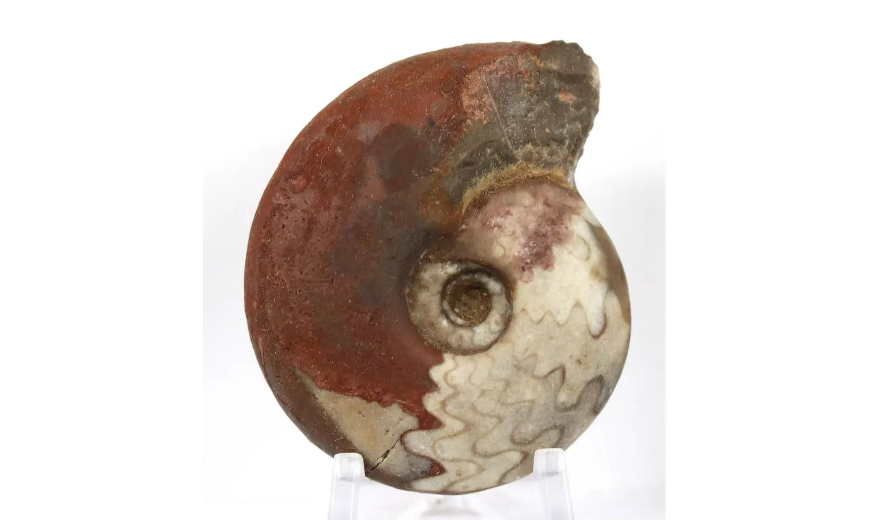 Synpharciceras clavilobum
