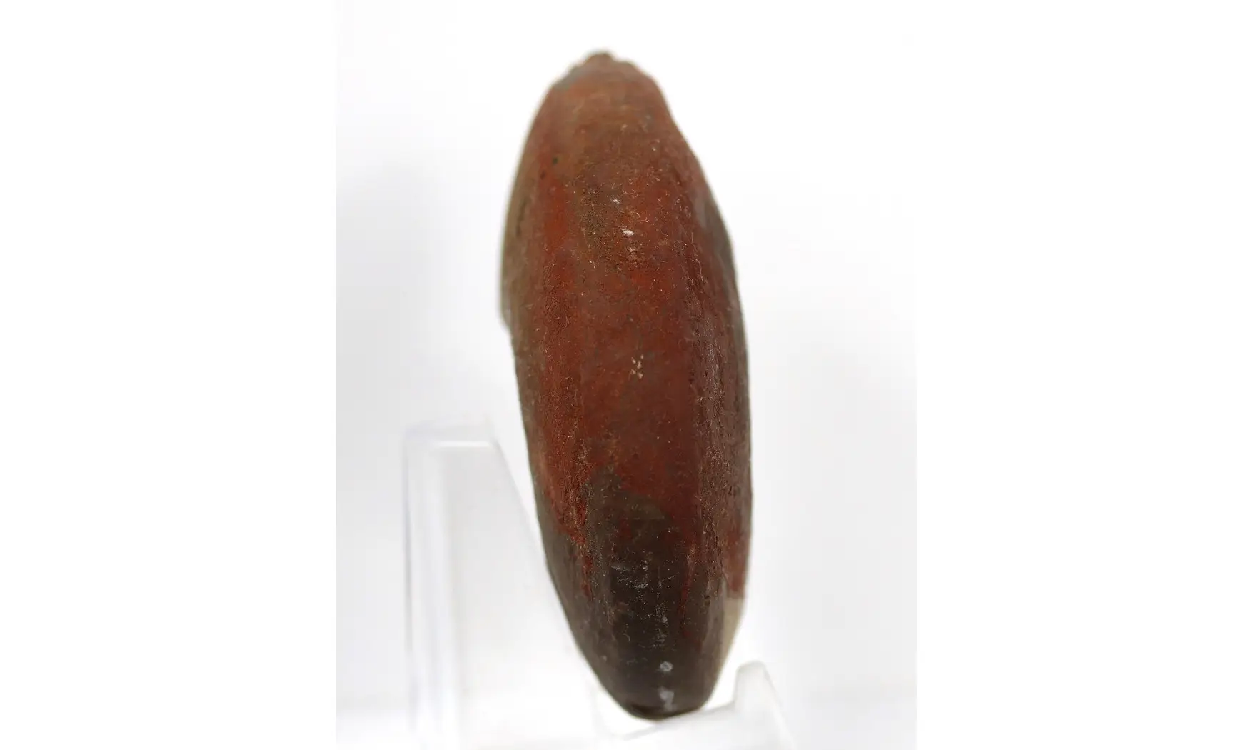 Synpharciceras clavilobum