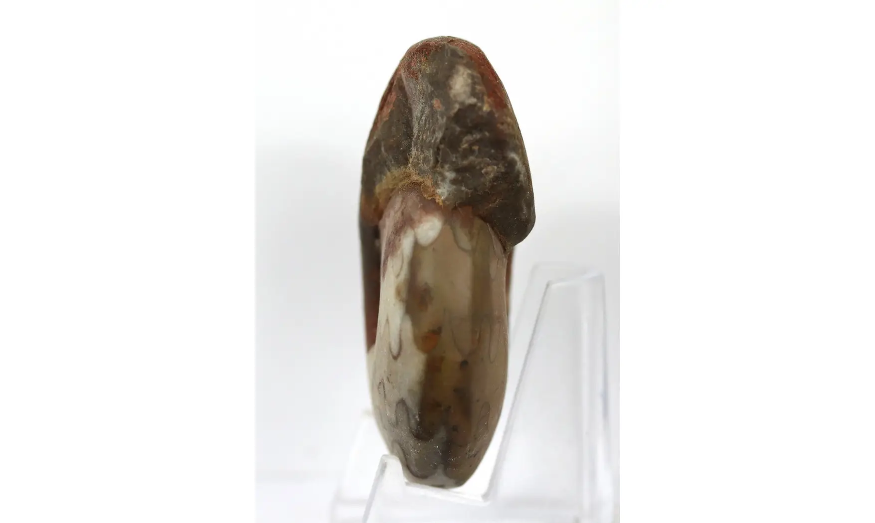 Synpharciceras clavilobum