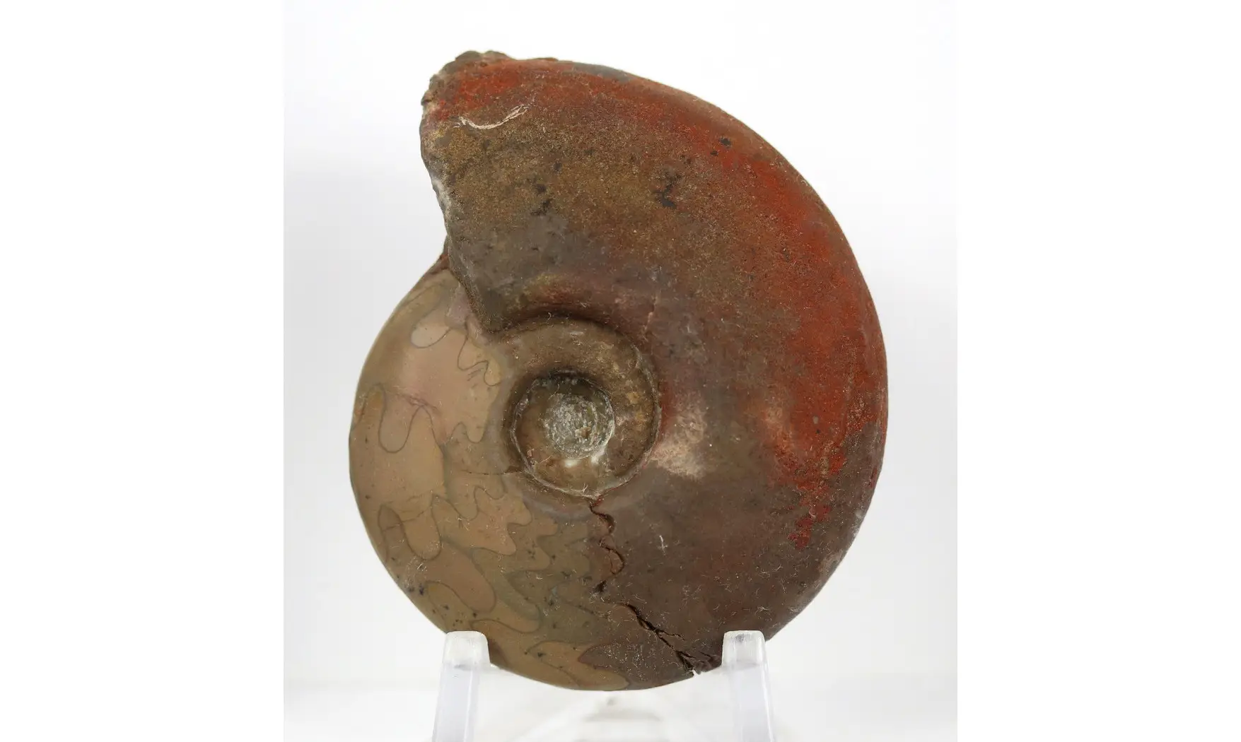 Synpharciceras clavilobum