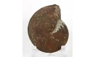 Extropharciceras arenicum
