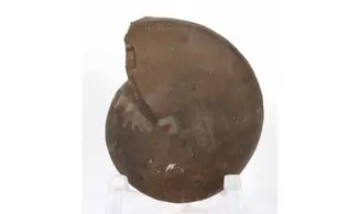 Extropharciceras arenicum