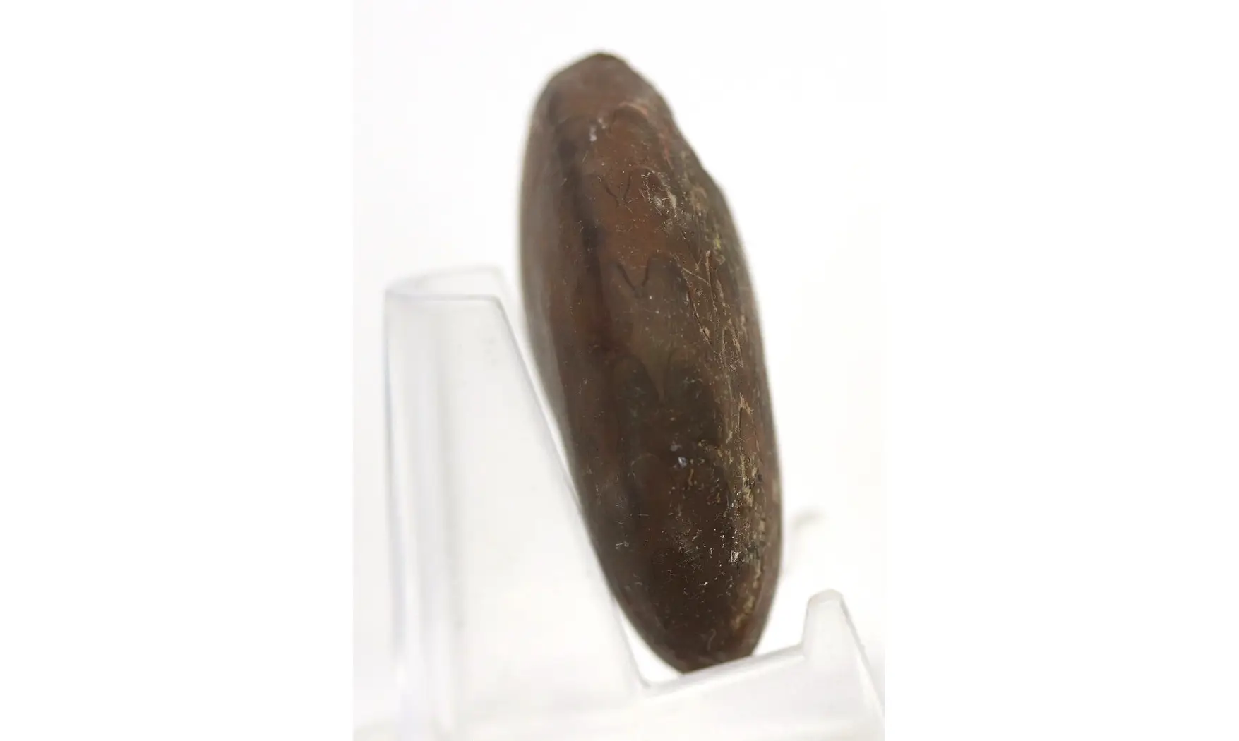 Extropharciceras arenicum