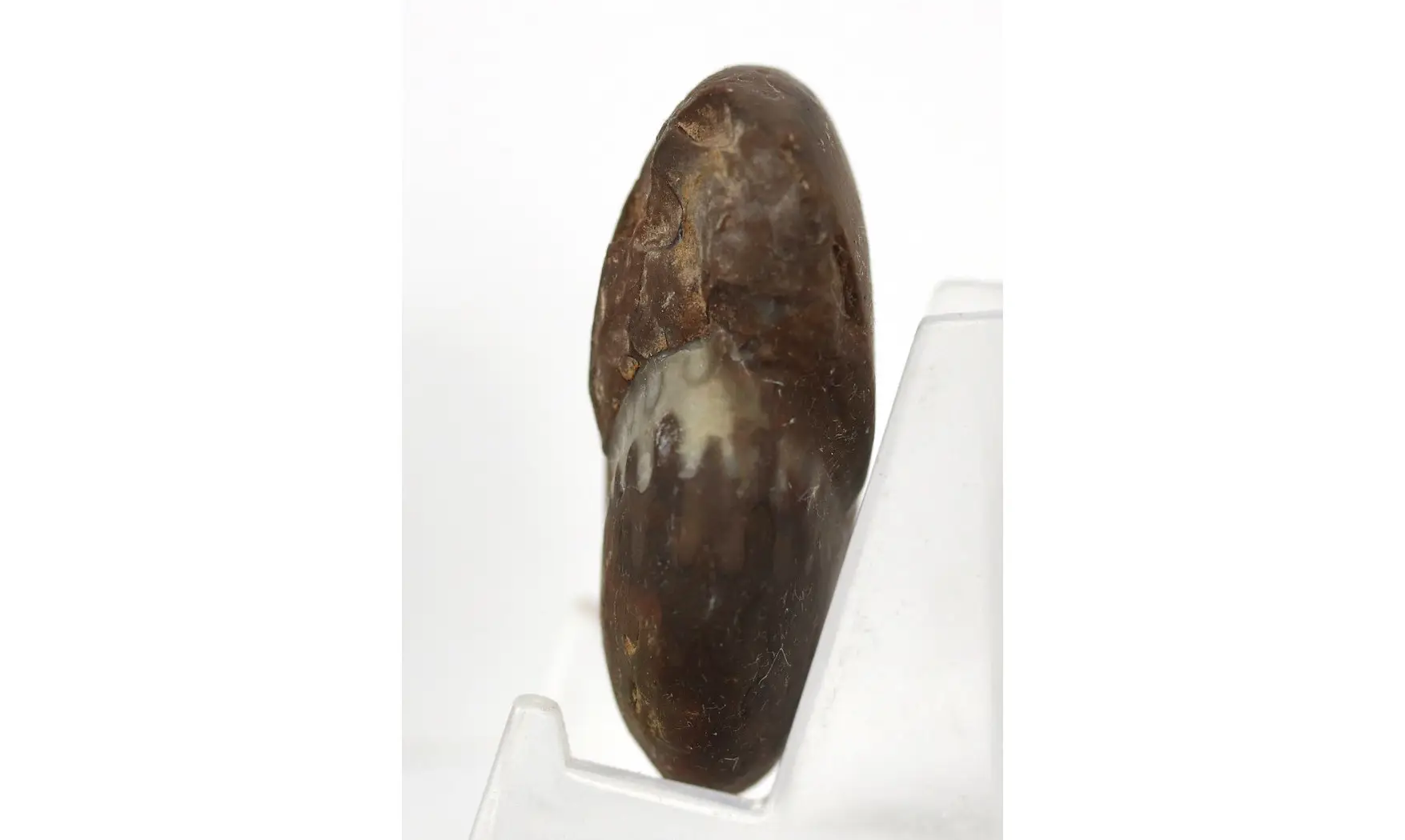 Extropharciceras arenicum
