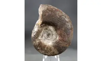 Platyclymenia ibnsinai