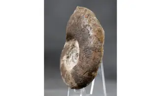 Platyclymenia ibnsinai