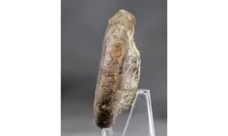 Platyclymenia ibnsinai