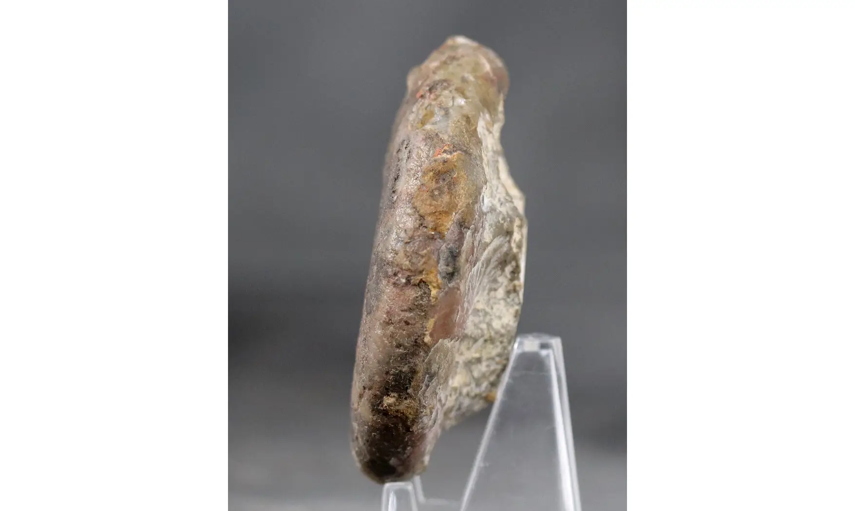 Platyclymenia ibnsinai