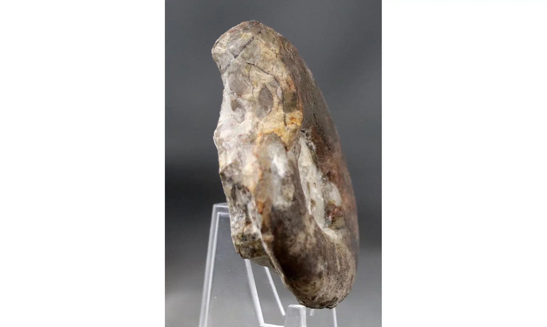 Platyclymenia ibnsinai
