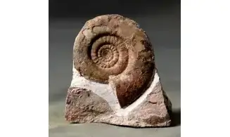 Muessenbiaergia parundulata