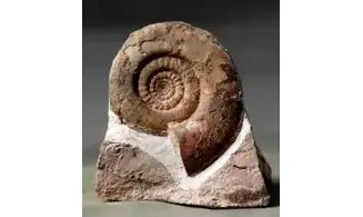 Muessenbiaergia parundulata