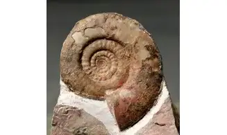 Muessenbiaergia parundulata