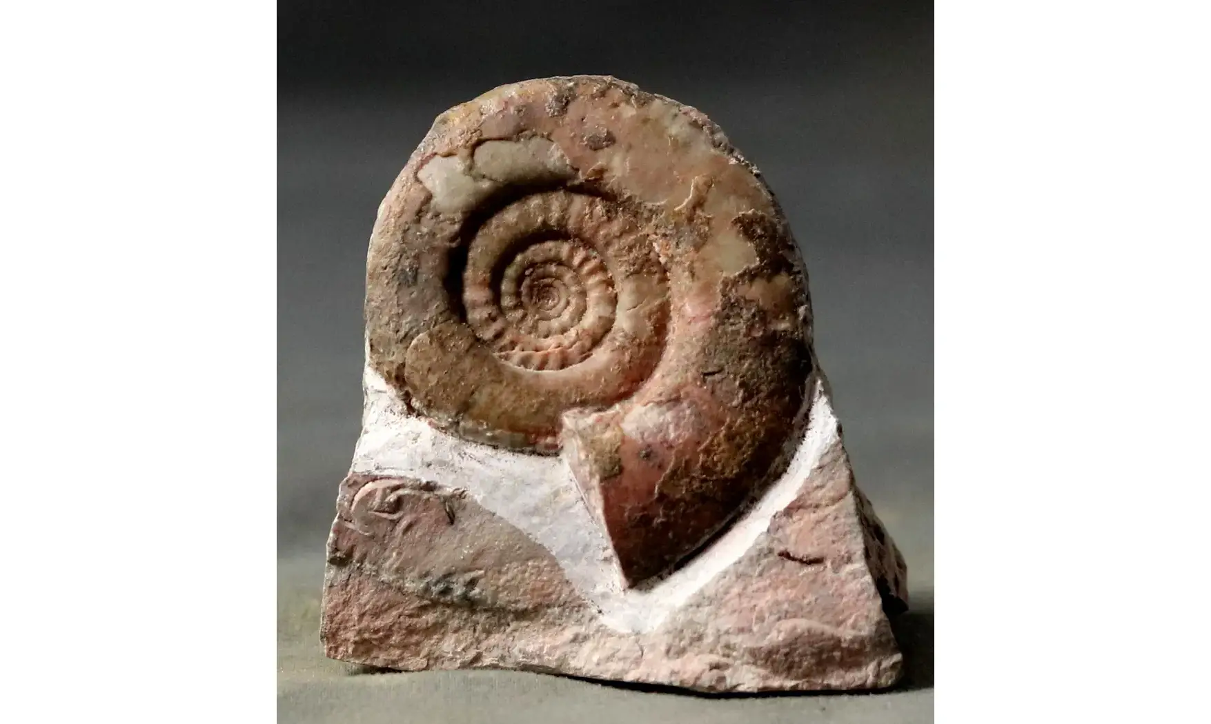 Muessenbiaergia parundulata