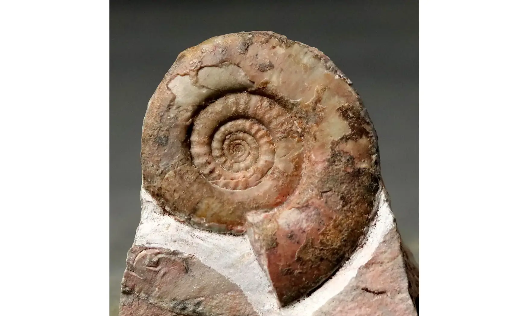 Muessenbiaergia parundulata