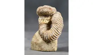 Nostoceras malagasyense
