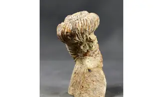 Nostoceras malagasyense