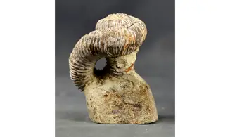 Nostoceras malagasyense