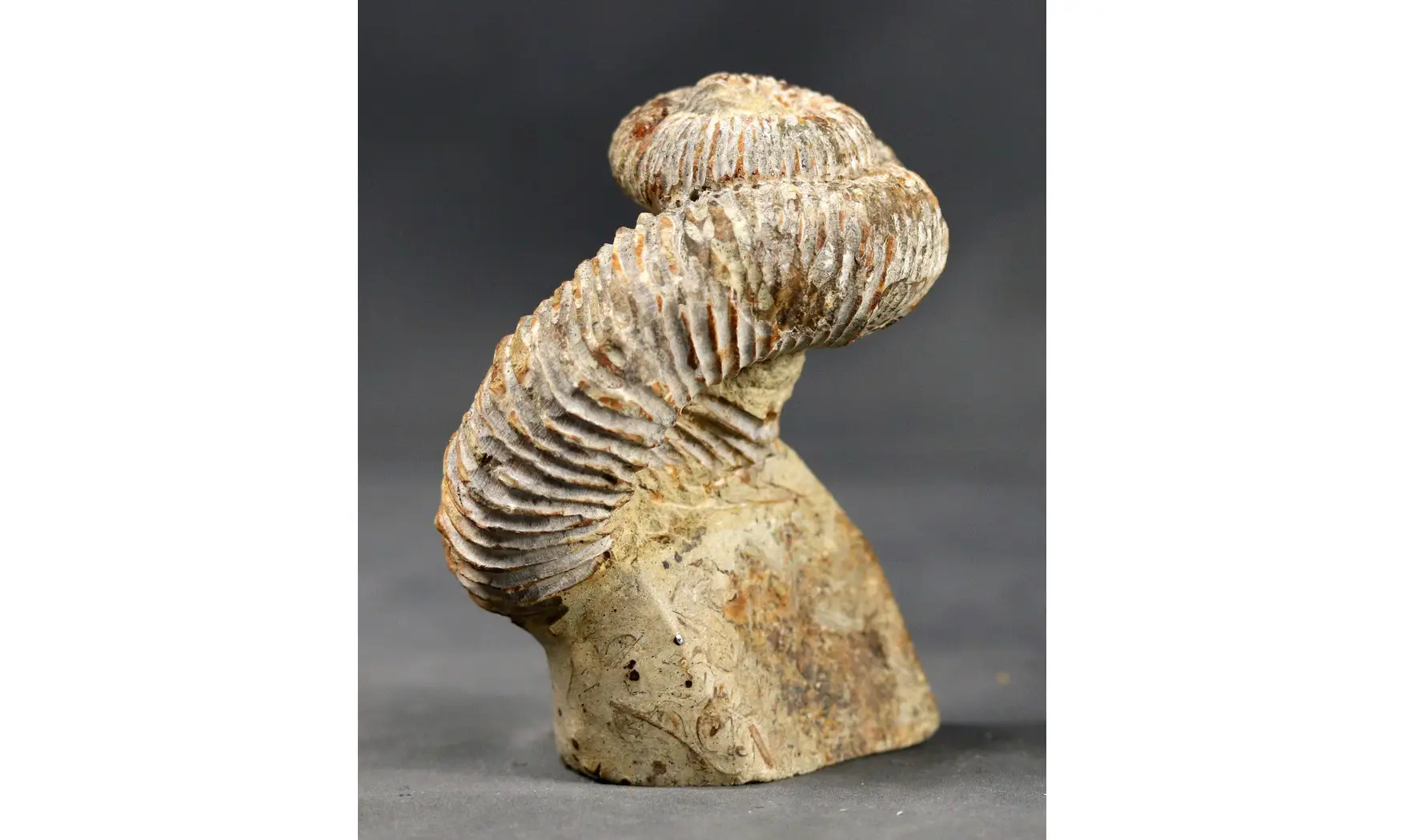 Nostoceras malagasyense