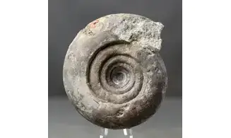Pharciceras tridens