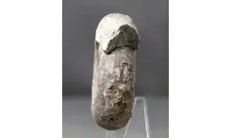 Pharciceras tridens