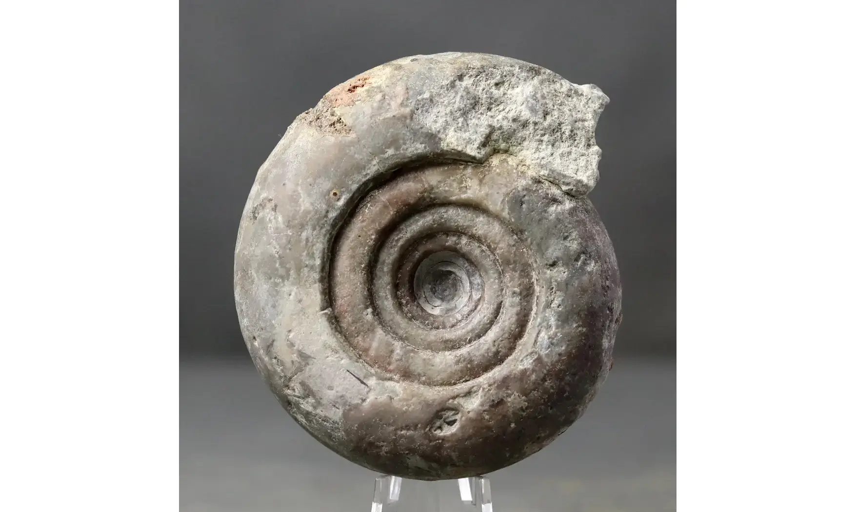 Pharciceras tridens