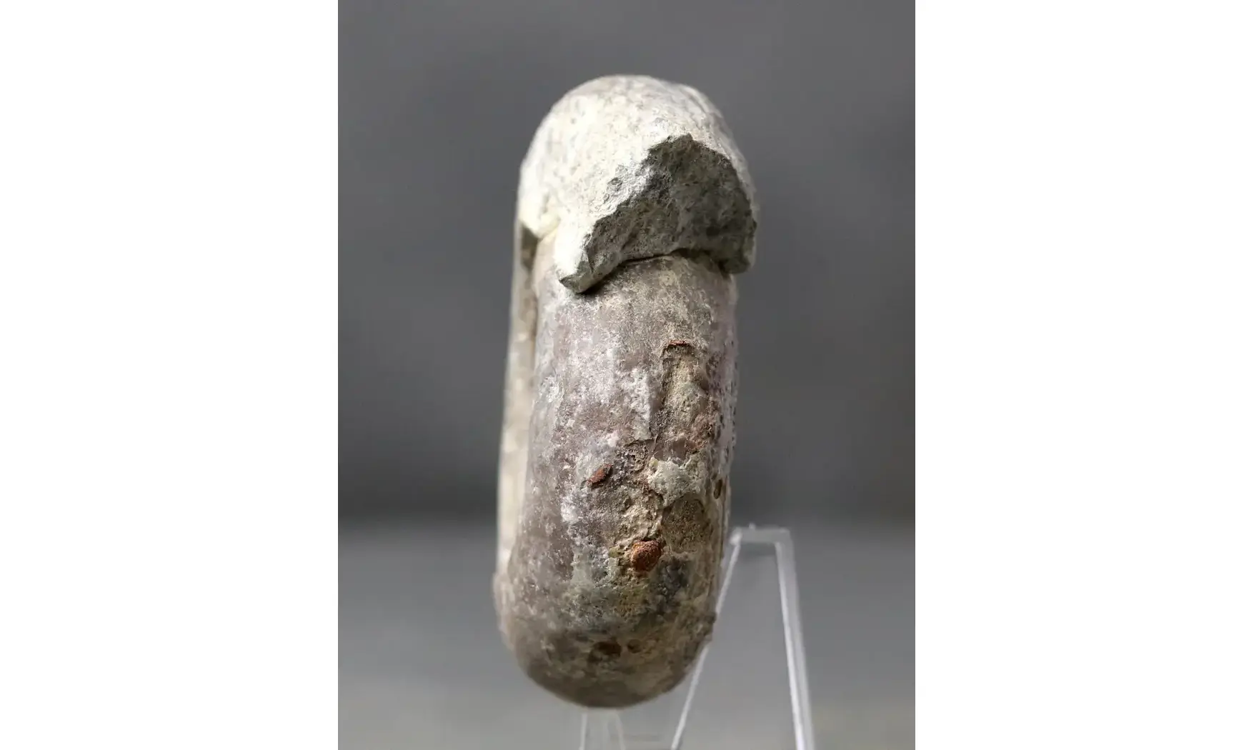 Pharciceras tridens