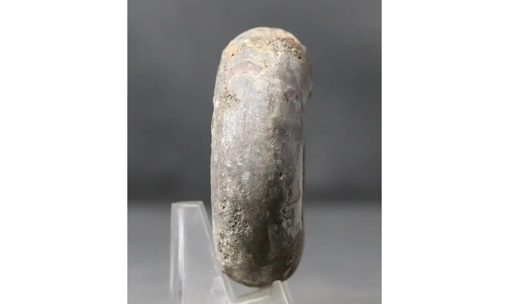 Pharciceras tridens