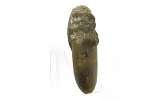Extropharciceras arenicum