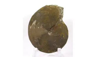 Extropharciceras arenicum