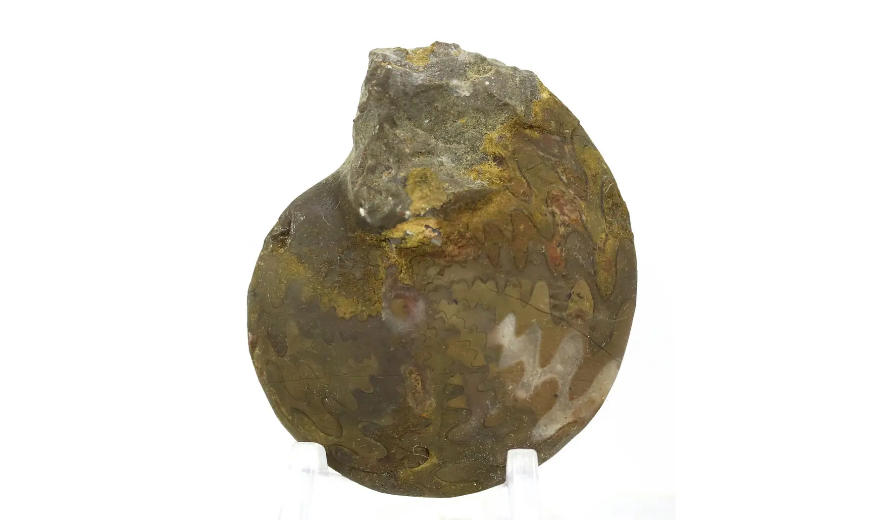 Extropharciceras arenicum