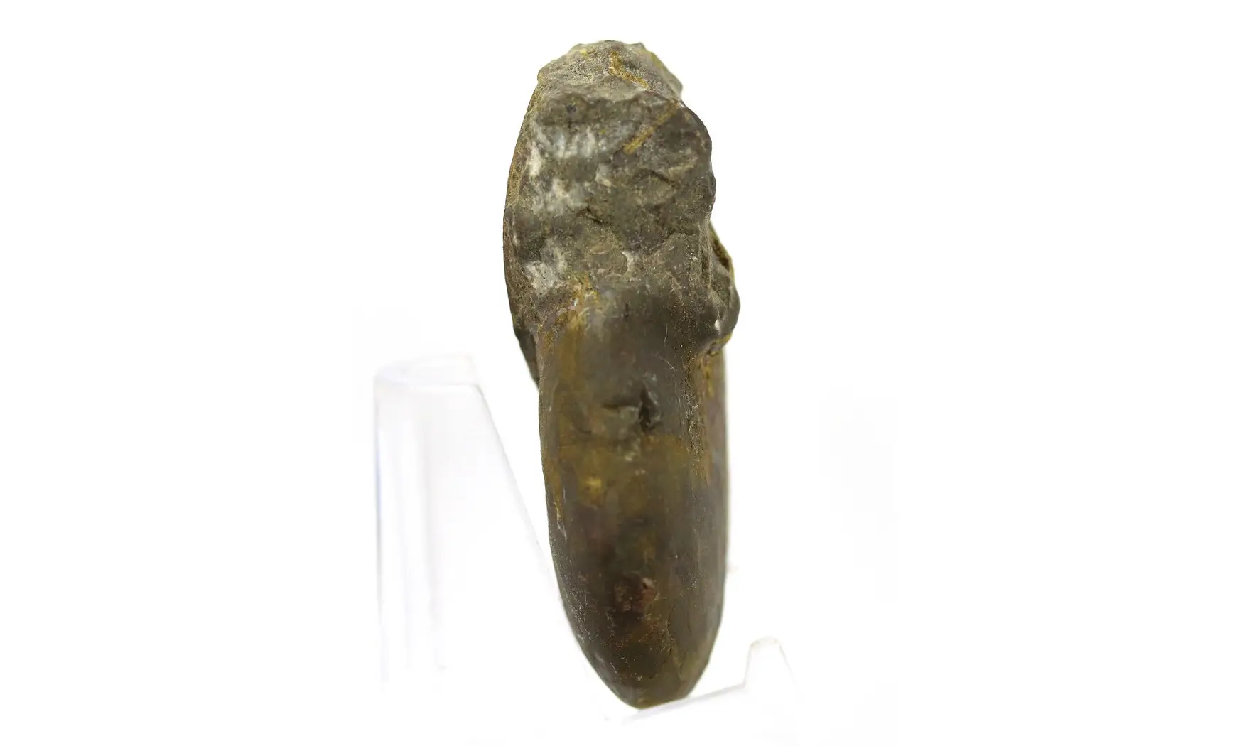 Extropharciceras arenicum