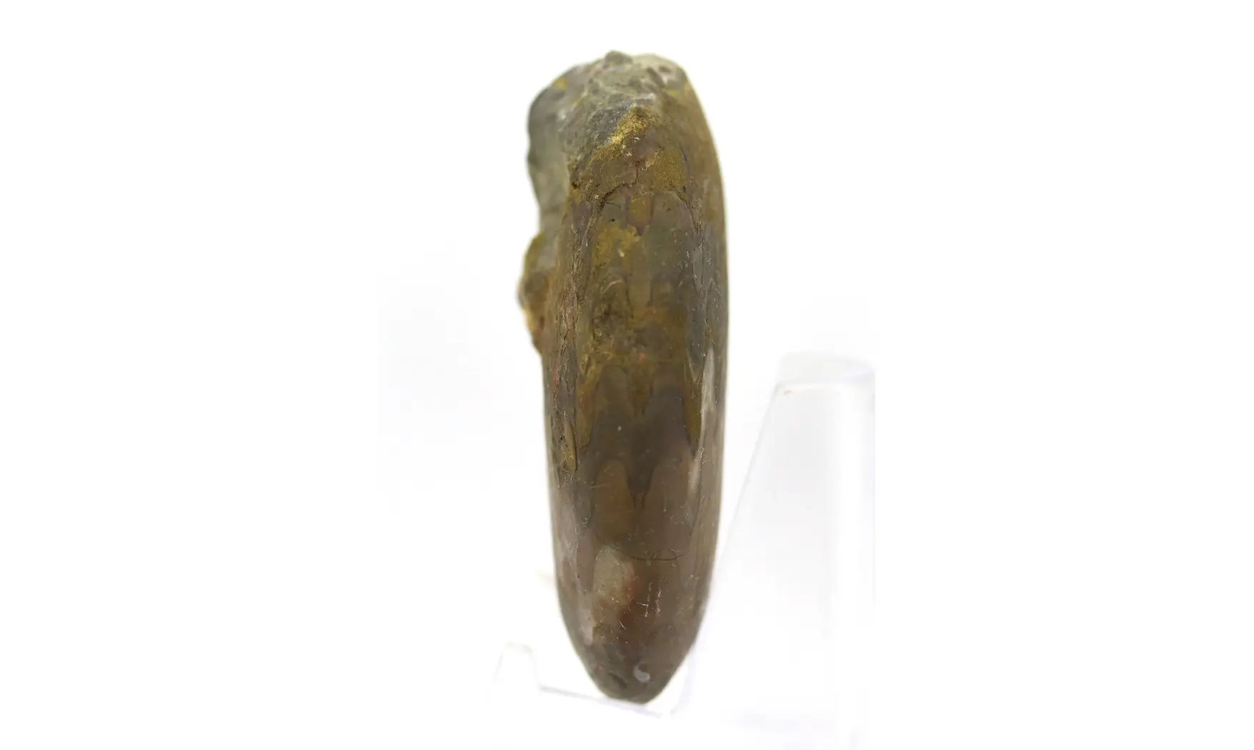 Extropharciceras arenicum