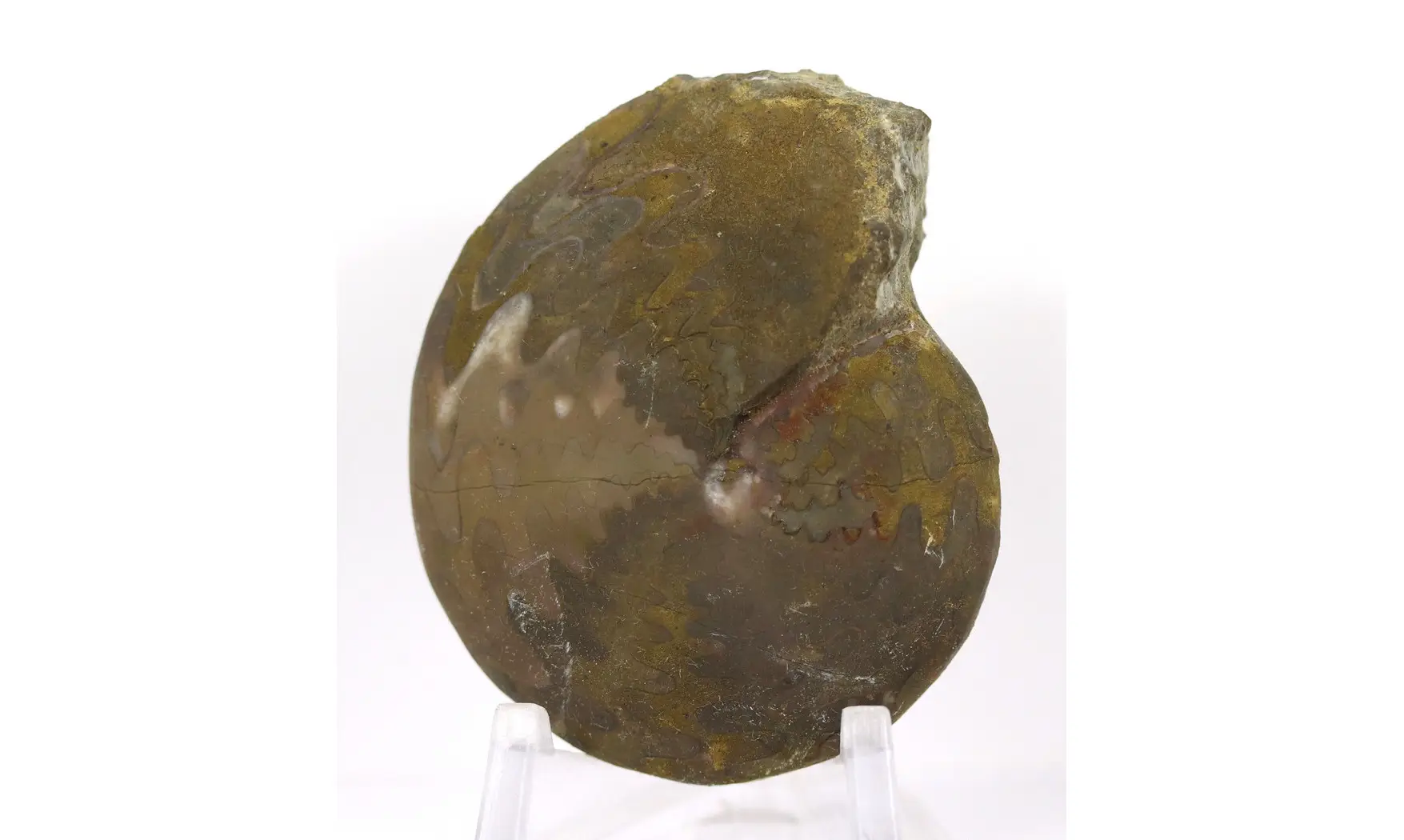 Extropharciceras arenicum