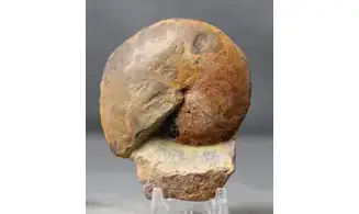 Acrimeroceras falcisulcatum