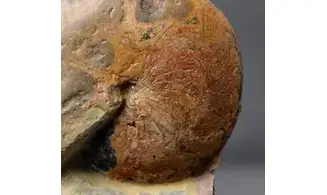 Acrimeroceras falcisulcatum