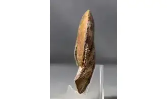Acrimeroceras falcisulcatum