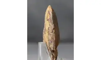 Acrimeroceras falcisulcatum