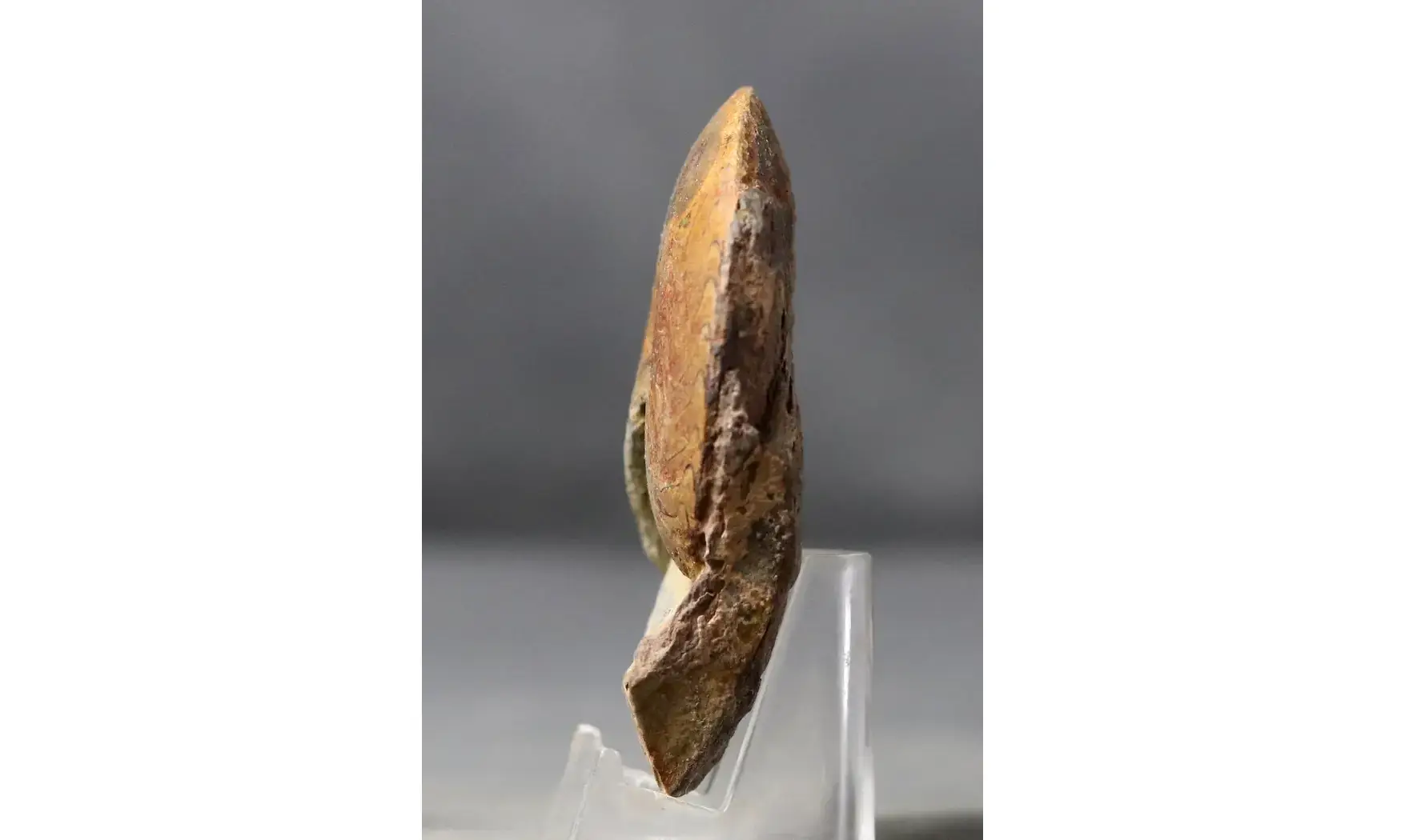 Acrimeroceras falcisulcatum