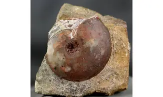 Darkaoceras meridionale