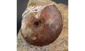 Darkaoceras meridionale